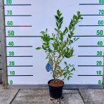 Čučoriedka kanadská (Vaccinium corymbosum) ´DUKE´ – skorá 50-70 cm, kont. C2L 